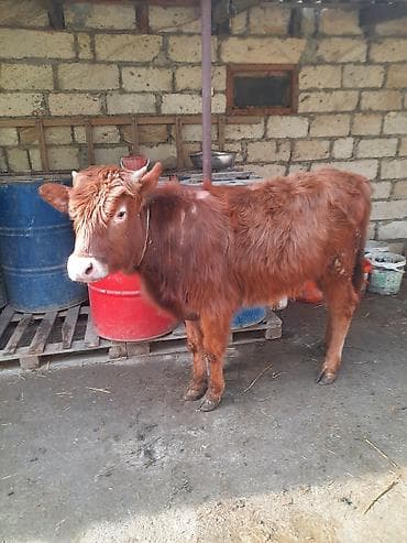 bit daragi harada satilir: Satılır: 2 baş dana - Qırmızı-qəhvəyi dana: balaca buynuzlu, sıx — 6