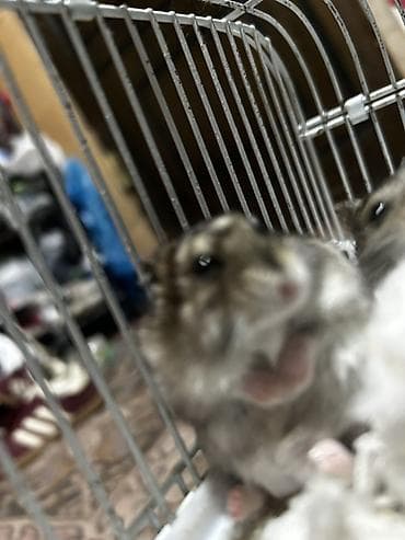 norka heyvan: Dwarf hamster (cücə hamster) – oyuncaq kimi kiçik, mehriban və baxımı — 4