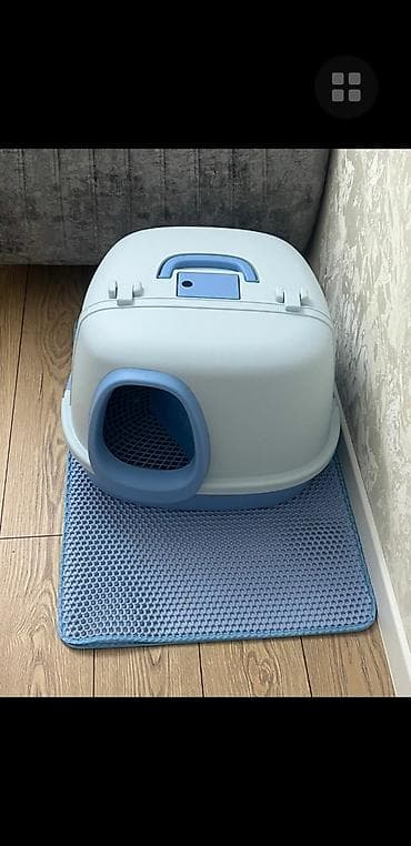 Heyvanlar üçün mallar: Şotland yastı qulaq, Erkək, Yaxşı əllərə, Pulsuz çatdırılma — 8