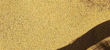 Букетные цветы: Məhsul: Yonca (Medicago sativa) toxumu Təsvir: - Zərif, eyniölçülü — 3