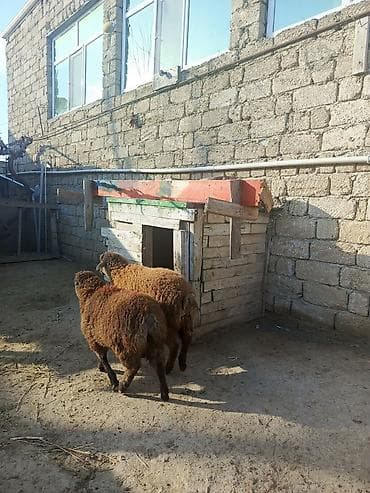 Птицы: Erkəy quzular qiymetde cuzi endirim var kök sağlam quzulardi erkekdir — 2