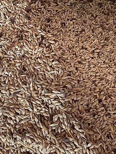 Buket güllər: Arpa satilir hazir meşoklardadi.etrafli whatsapa yazin+bura — 1