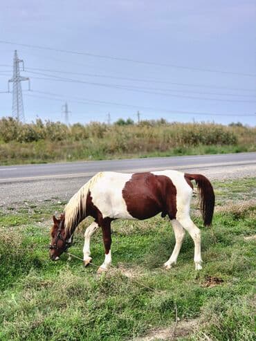 quzu qiymətləri: Salam Alekum 5 Yaşının İcindədi Yerişidə Var Boylu Atdı Təpik atmağı — 3