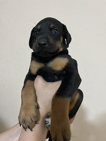 balaca quzu: Doberman, 1 ay — 1