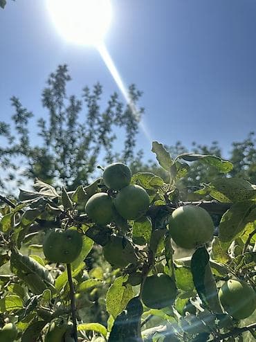 2 mertebe ev: 3 sot, Biznes üçün, Maklerlər narahat etməsin, Kupça (Çıxarış) — 2