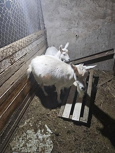 Kənd təsərrüfatı quşları: Dişi, Zanen, il: 4, 65 kq, Südlük, Ünvandan götürmə — 1