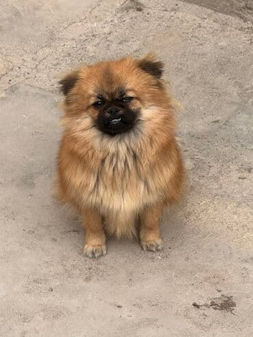 сколько стоит миниатюрный пудель: Пекинес, 6 месяцев, Самка — 2