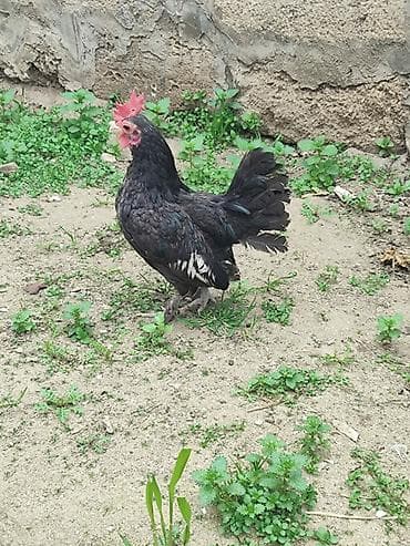 Toyuq, Damazlıq — 1