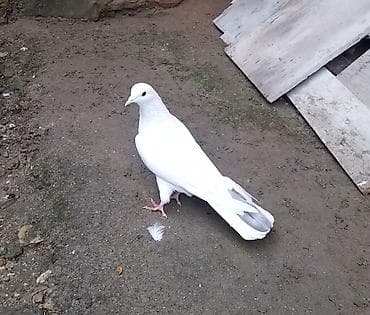 karella qus: 2 tuk boz quyrug erkey — 2