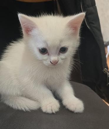 cins pişik satışı: Yaxşı əllərə — 2