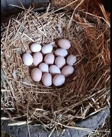 Təbii kənd yumurtası - Təzə yığılmış, açıq krem rəngli toyuq