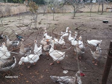 cins inekler: Erkək, Damazlıq — 2