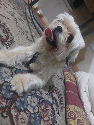 sirin itlerin satisi: Shi-tsu, 1 il, Dişi, Peyvəndli, Ödənişli çatdırılma — 1