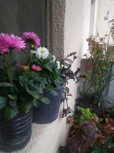Otaq bitkiləri: Balkon üçün müxtəlif növ saksı bitkiləri və şirəli/sukkulent — 2