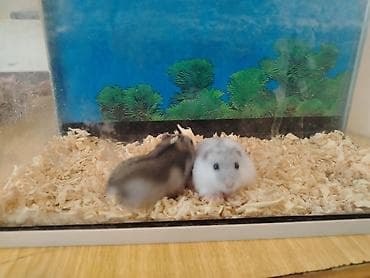 ev sicani: Balaca xamyaklar, Hamsterler satılır baladır 2 ədəd ağ qara biri erkek — 6