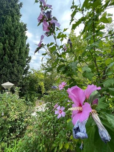 salyanda evlər: 15 otaq, 550 kv. m, Orta təmir — 7