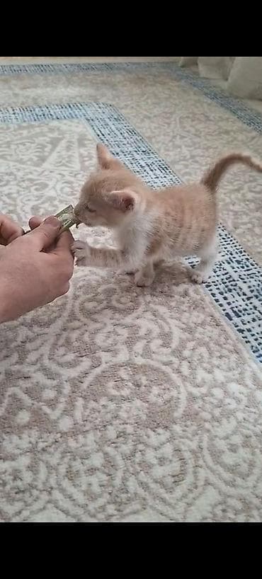 Кошки: Самец, В добрые руки, Самовывоз — 6