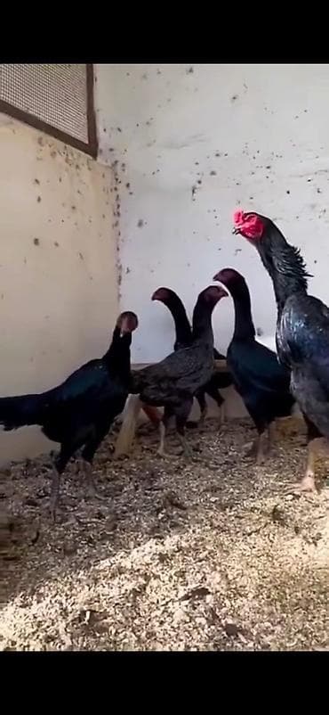 Бараны, овцы: Aseel (Asil) döyüş tipli toyuq-quşları – elit nəsil - Fotoşəkillərdə — 5