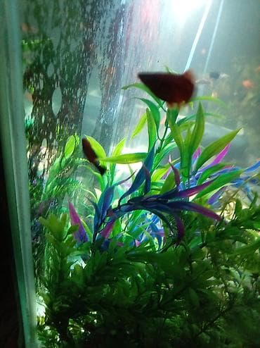 quzu qiymətləri: Sülhsevər — 1