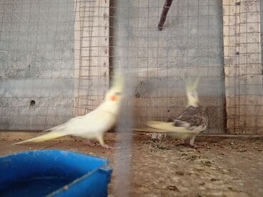 cuce qefes: Nimfalari (Cockatiel) cütü - Növ: Nimfa tutuquşusu (Nymphicus — 4