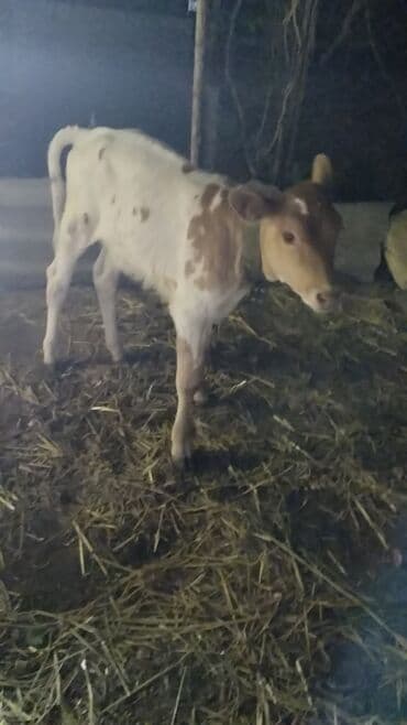 cins dana: Məhsul: İnək (iribuynuzlu heyvan) Xüsusiyyətlər: - Rəng: Ağ-krem — 9