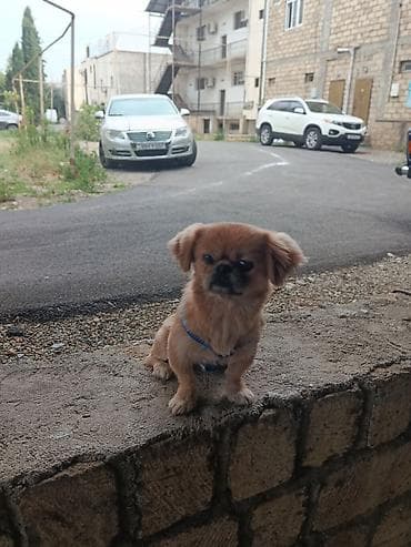 Pekines, 1 il, Erkək, Ünvandan götürmə