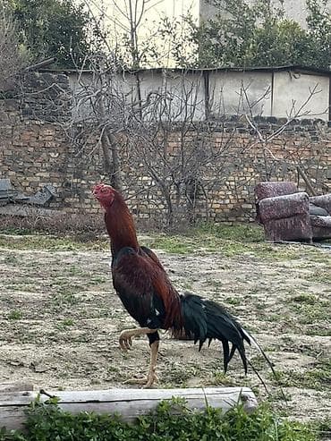 İtlər: Heyvan göz qabagındadı 1.6yası var döyüs videosu var tüləydən təzə — 2
