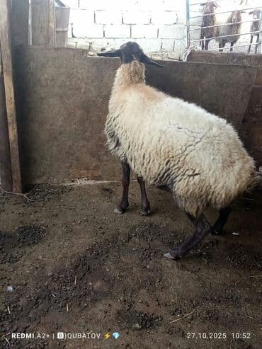 сухой корм для собак: Qoyun satılır istəyən olsa yazsın 3 qarın doğub qoç içindedir bilmirəm — 3