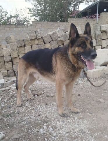 çoban işi: Alman çoban iti, 2 il, Erkek — 1