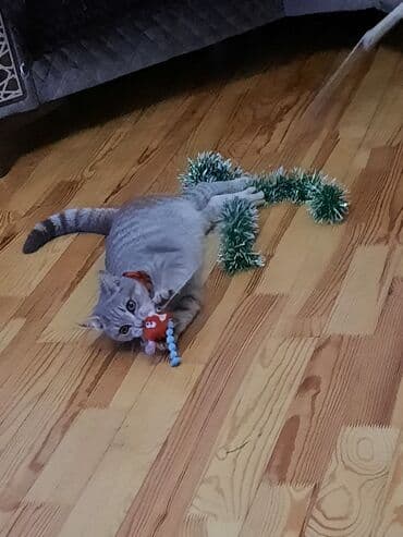 Tabbi, Yaxşı əllərə