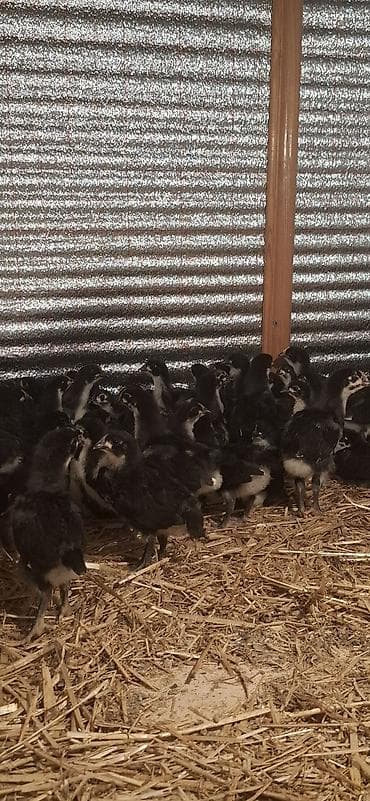 Индюшки: Təmiz qan Alman Astroloq (uzunquyruq) 20 günlük cücələri — 6