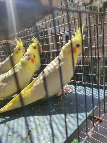 quş şekilleri: Korella tek tek erkey dişi Cüt Valnist qəfəs Valnist 15 Azn balasi — 1