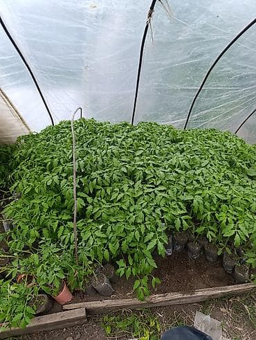 vanna satilir: Masallı. Salam Aləykum. Satışda mövcud olan dibçəklər: Pomidor (Zirə — 1