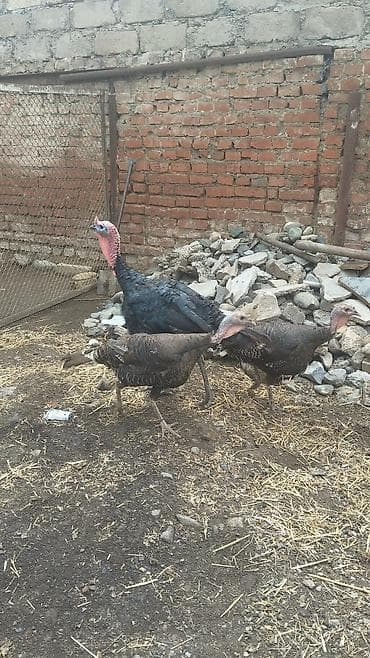 heyvanlar quşlar: Arginal təmiz qan Amerikan bronz qara kanada hinduşka cücələri satılır — 1