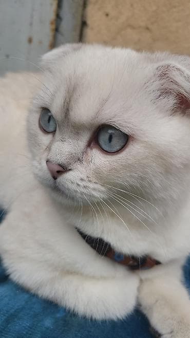 ağ pisik: Şotland yastı qulaq — 4