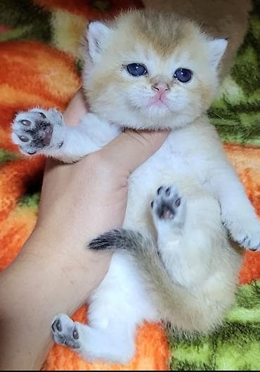 Птицы: Британская — 2