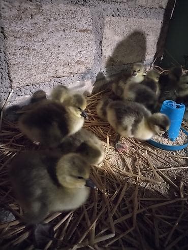 Linda Kuban qaz balalri satilir