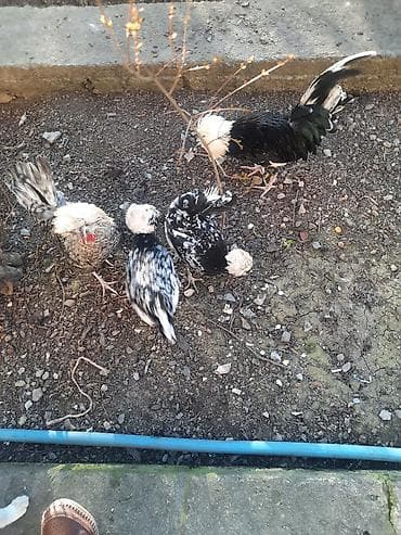 ucuz toyuq: Toyuq, Damazlıq — 2