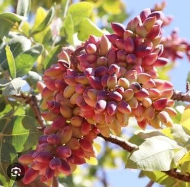 zeytun satisi: Püstə ağacı və yaxud antep fısdığı fisdəşka adlandırılır olduğca nadir — 7