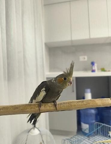 toyuq hini: Nimfa (cockatiel) papağanı – əl öyrədilə bilən, ağıllı və mehriban ev — 3