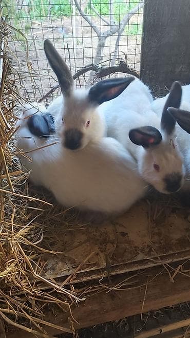 Atlar: Təmiz kaliforniya dovşan balaları — 2