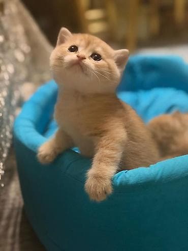 Heyvanlar üçün mallar: Britan, Yaxşı əllərə — 1