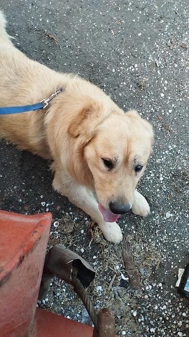 ev heyvanları: Retriever, Erkek, Peyvəndli, Ünvandan götürmə — 3