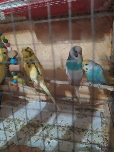 Птицы: Tutuquşular müxtəlif rənglərdə mövcuddur və ev heyvanı kimi saxlamaq — 4