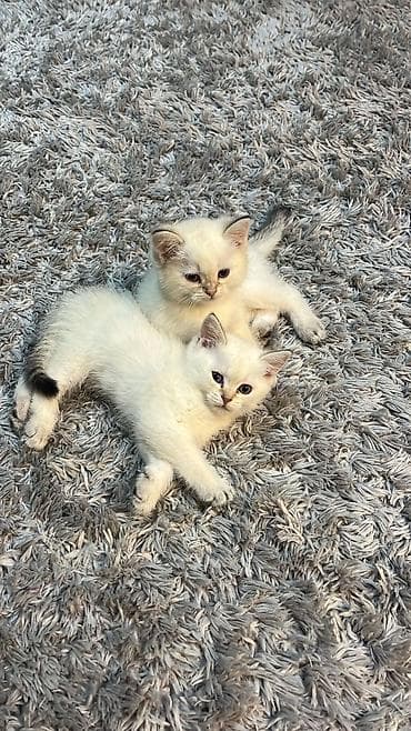 Britan, Pulsuz çatdırılma