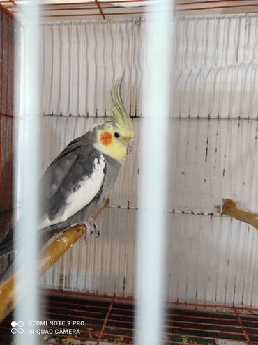 Akvariumlar: Nymph parakitləri (cockatiel) – müxtəlif rəng mutasiyaları ilə - — 6