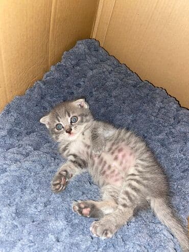 şotlan pişik: Şotland yastı qulaq, Erkək, Dişi, Yaxşı əllərə, Ünvandan götürmə, Pulsuz çatdırılma, Ödənişli çatdırılma — 195