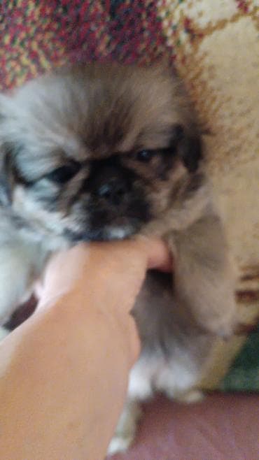 Pekines, 2 ay, Erkek