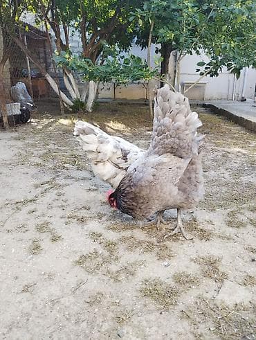 qaz quş: Toyuq, Australorp, Damazlıq, Ünvandan götürmə — 6