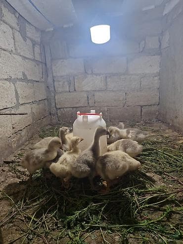 haski balasi: Salam Aleykum 15 Dene Qaz Balasidir . 10 Denesi 20 Gunlukdur 5 — 6